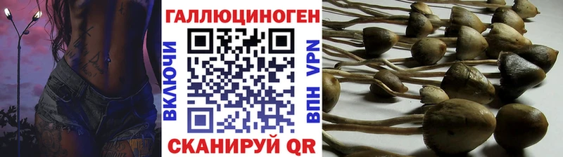 Галлюциногенные грибы Psilocybe  хочу наркоту  Приморск 